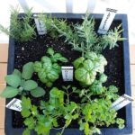 Tips For Planting A Container Herb Garden | Container herb garden .