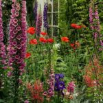 Perfect cottage garden, foxglove, delphinium, poppies, penstemon .