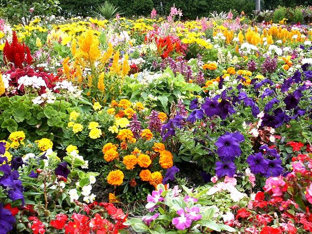 Flower Garden | Flower garden pictures, Beautiful flowers garden .