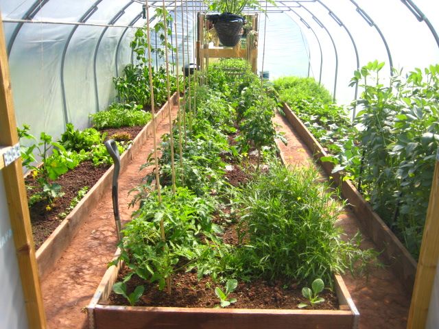 Herbs that are suitable for the greenhouse - Gardening Site .