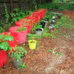 cattle mineral tubs container garden | Container gardening flowers .