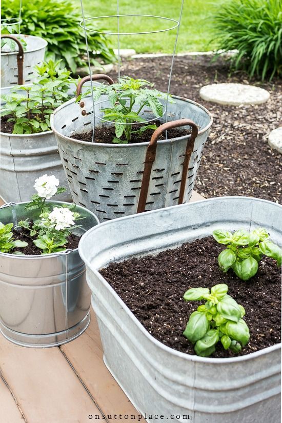 5 Tips for Growing Herbs in Containers | Herb containers, Planting .
