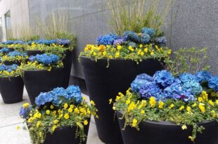 Large Flower Pot Ideas | Recent Photos The Commons Getty .