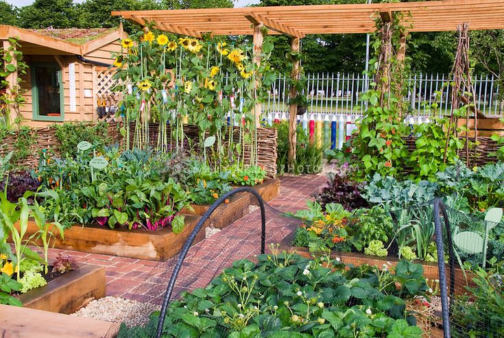 Raised bed vegetable garden with fruit strawberries, sunflfowers .
