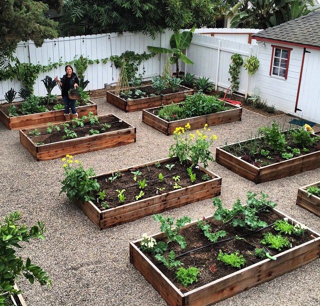 Backyard raised gardens | Backyard raised garden, Vegetable garden .
