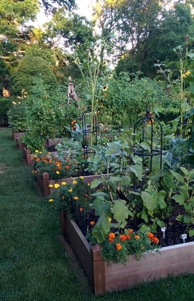 Vegetable-Garden.jpg